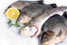 Sea Food